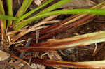 Flat spiked sedge